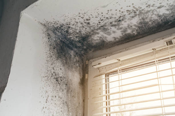 Affordable Black Mold Remediation solutions in White Stone, VA